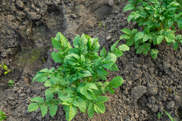 Obraz premium green potato plants in rich soil on organic farm. top view, close-up