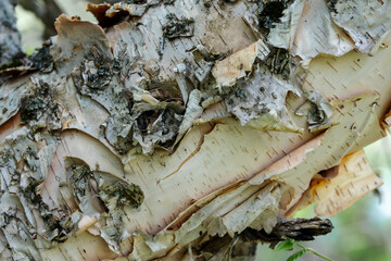 Detailed close-up showing the layered, peeling bark of a birch tree, with natural textures and organic patterns. Macro Shot of Peeling Birch Bark in Forest. 