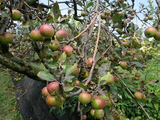 Apple orchards offer fresh, juicy apples, beautiful scenery, and a peaceful, nature-filled environment.