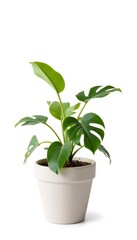 Monstera plant in white pot on a simple white background  