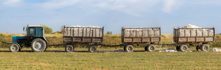 Cotton industry. Tractor transporting multiple cotton trailers across farmland.