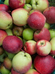 Apple orchards offer fresh, juicy apples, beautiful scenery, and a peaceful, nature-filled environment.