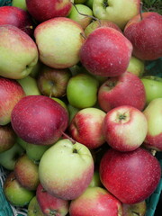 Apple orchards offer fresh, juicy apples, beautiful scenery, and a peaceful, nature-filled environment.