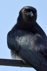 Birds of SL