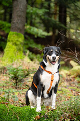 Owczarek w typie berneńskiego portret w lesie