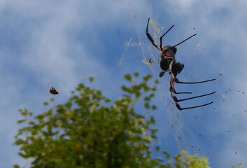 La bibes, areignée, La Réunion