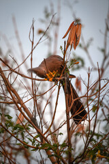 Touraco concolore se délectant des fleurs d'un tabebuia aurea