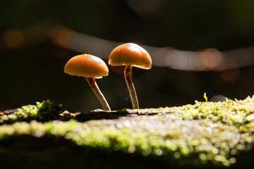 Małe grzyby rosnące w lesie w miękkim jesiennym świetle, spokojna natura makro w ciepłych kolorach i mała głębia ostrości.