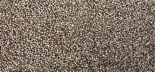 Coriander Seeds Texture Background, Cilantro Grains Pattern, Chinese Parsley Seed Banner, Dry Spices
