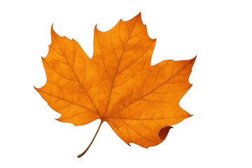Fototapeta premium Orange maple leaf showing autumn season
