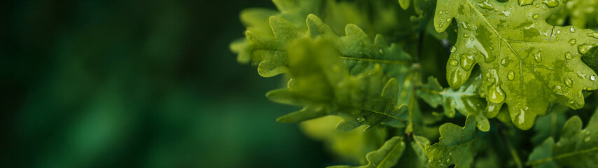 Close-up of fresh green oak leaves with water droplets, perfect for a header.