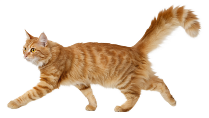 Ginger tabby cat prowling, showcasing its beautiful fur and lithe body with confident stride, curious gaze