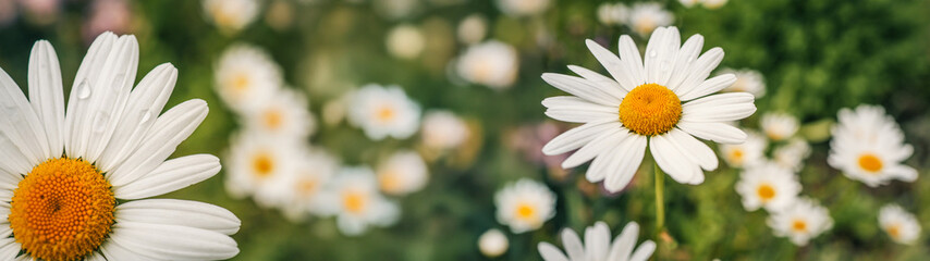 Obraz premium Wide shot of daisies in a field, perfect for website headers and backgrounds.