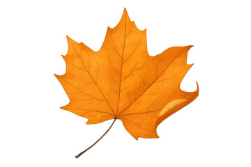 Orange autumn maple leaf with transparent background