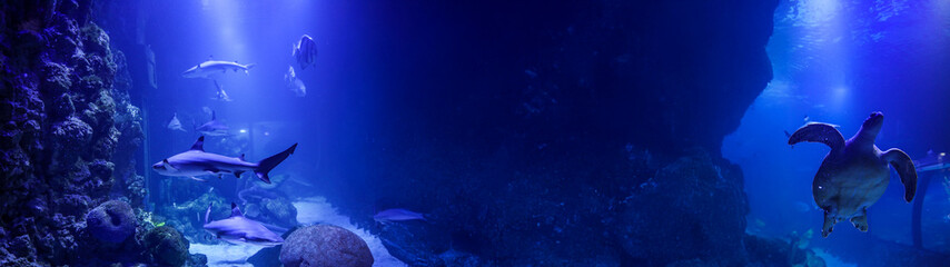 Underwater scene with sharks and a turtle in a vibrant blue aquarium.