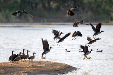 goose