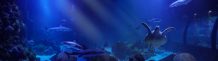 Naklejka premium Underwater scene featuring sharks and a sea turtle in a vibrant blue aquarium.