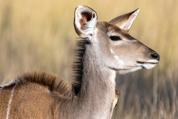 Kudu with ox pecker