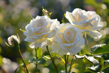 Close up of delicate white roses basking in the warm glow of summer sunlight