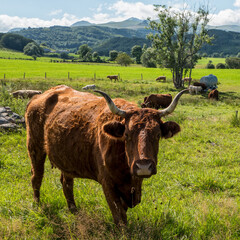 vache de race Salers dans un pré