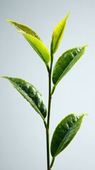 Obraz premium Fresh Green Tea Leaves on a Minimalistic Background for Design