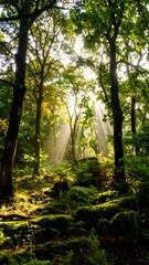 Obraz premium Sunlight Filtering Through Dense Trees in a Lush Forest