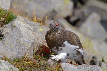 北アルプス、奥穂高岳に生息する雷鳥