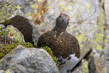 北アルプス、奥穂高岳に生息する雷鳥