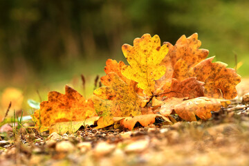 Herbstlaub, Herbststimmungen