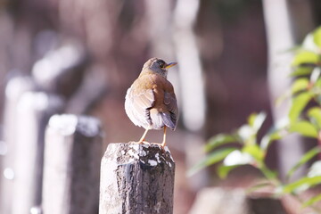 冬にやって来る渡り鳥のシロハラ