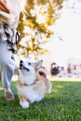 A girl trains a Pembroke Corgi in a city park, and the dog's owner plays with the puppy in the park.