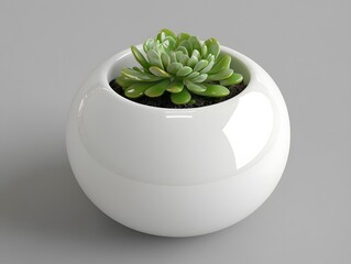Succulent Plant in Modern White Round Pot, Minimalist Home Decor