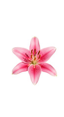 Isolated Pink Lily Flower Photo With Transparent Background