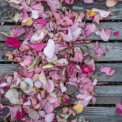 Pink and Red Autumn Leaves on Wooden Deck Background