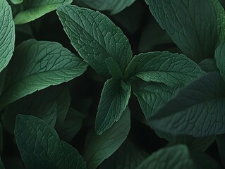 Dark Green Lush Mint Leaves Botanical Background Texture