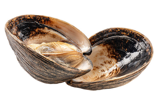 Fresh raw open hard shell clam isolated on a white background.