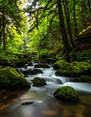 Tranquil stream flowing through a lush, vibrant green forest
