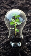 Green Plant Sprouting Inside Light Bulb in Soil