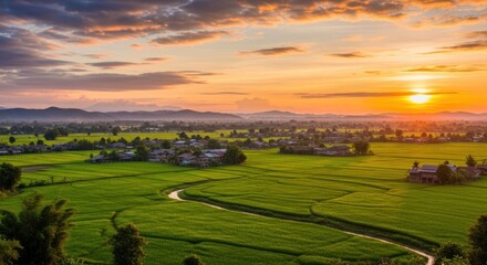 Panoramic sunset over lush rice paddies