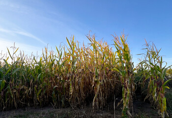 View of a cornfield plantation and blue sky in background 