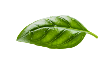 Isolated Realistic Green Basil Leaf with Water Droplets