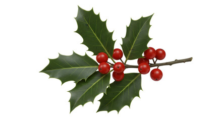 Isolated Realistic Holly Branch With Red Berries And Green Leaves PNG