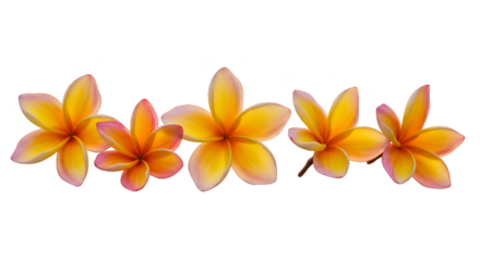 Photo Isolated Five Plumeria Flowers Orange Pink