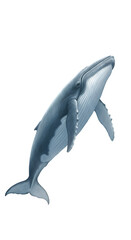 Isolated Realistic Humpback Whale Illustration Blue and White