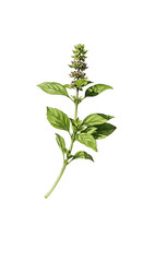 Isolated realistic illustration of green basil plant with flower head