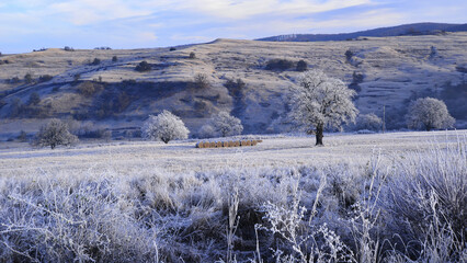 Winter landscape with trees covered with hoarfrost in the Transylvanian hills. Mures County.