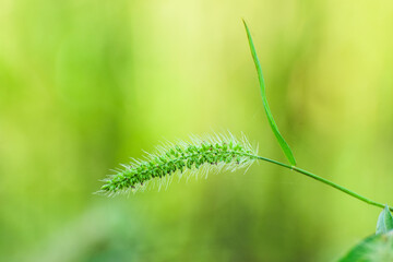 setaria faberi, Giant foxtails (Setaria faberi) known as Japanese bristlegrass, nodding bristle-grass, Chinese foxtail, Chinese millet, giant bristlegrass, giant foxtail or nodding foxtail,