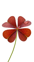 Photo of a Red Clover leaf with water drop