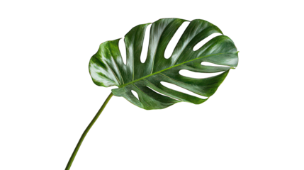 Glossy green monstera leaf with splits, isolated on a stark black background