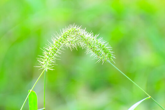 setaria faberi, Giant foxtails (Setaria faberi) known as Japanese bristlegrass, nodding bristle-grass, Chinese foxtail, Chinese millet, giant bristlegrass, giant foxtail or nodding foxtail,